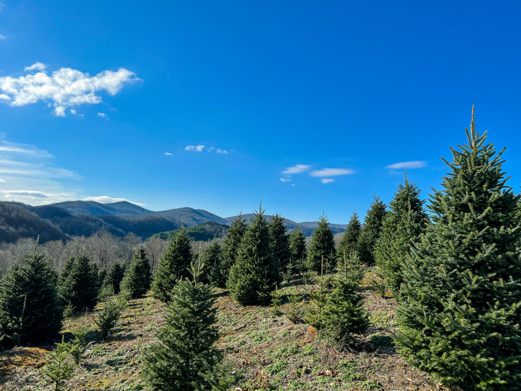  Chetola Resort at Blowing Rock